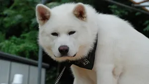 秋田犬图片壁纸_16