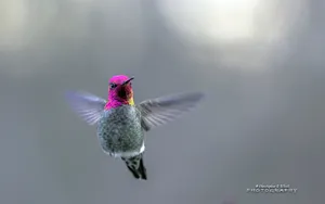 小鸟图片大全壁纸_5