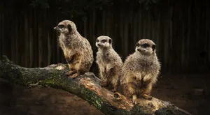 猫鼬动物壁纸_4