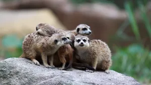 猫鼬动物壁纸_9