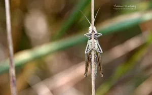 昆虫与植物鲜花图片壁纸_2