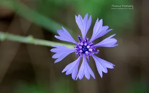 昆虫与植物鲜花图片壁纸_3