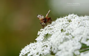 昆虫与植物鲜花图片壁纸_4