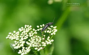 昆虫与植物鲜花图片壁纸_7