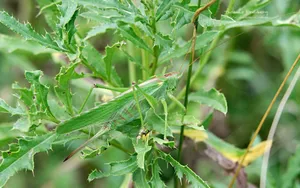 昆虫与植物鲜花图片壁纸_8