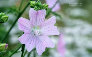 昆虫与植物鲜花图片壁纸_9