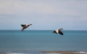 青海湖候鸟图片壁纸_4