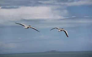 青海湖候鸟图片壁纸_5