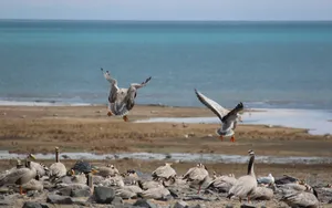 青海湖候鸟图片壁纸_7