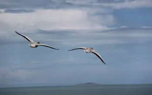 青海湖候鸟图片壁纸_9