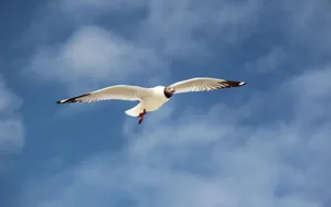 青海湖候鸟图片壁纸_13