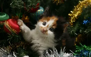 圣诞节猫咪壁纸_2