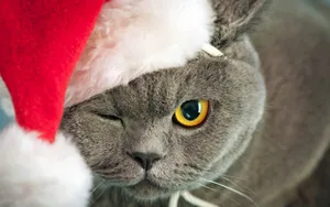 圣诞节猫咪壁纸_6