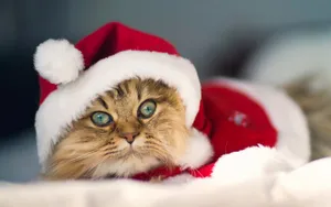 圣诞节猫咪壁纸_8