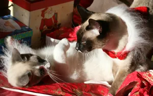 圣诞节猫咪壁纸_9
