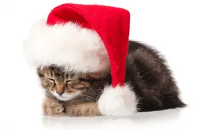 圣诞节猫咪壁纸_13