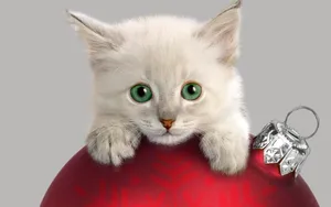 圣诞节猫咪壁纸_15