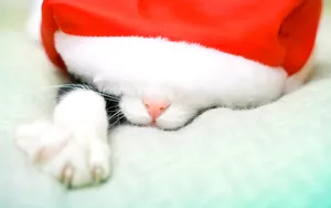 圣诞节猫咪壁纸_18