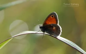 蝴蝶图片摄影桌面壁纸_5