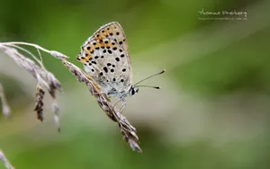 蝴蝶图片摄影桌面壁纸_13