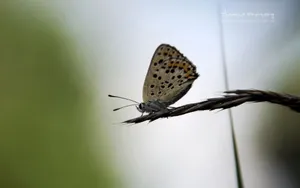 蝴蝶图片摄影桌面壁纸_19
