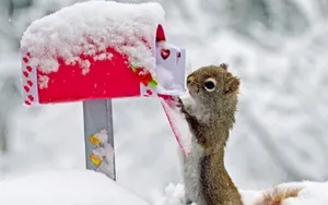 冬季雪中可爱的小松鼠_11