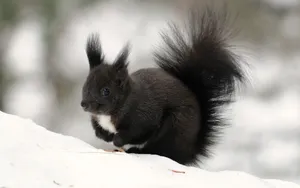冬季雪中可爱的小松鼠_14