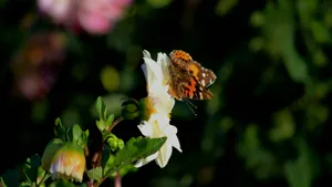 高清鲜花和蝴蝶图片壁纸_3