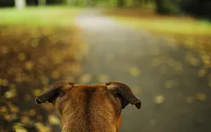 秋天的狗狗桌面壁纸_2