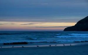 海鸟风景壁纸_5