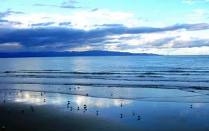 海鸟风景壁纸_6