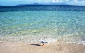 海鸟风景壁纸_8