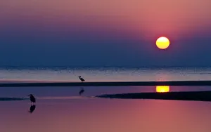 海鸟风景壁纸_9