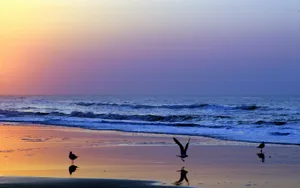 海鸟风景壁纸_10
