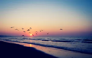 海鸟风景壁纸_13