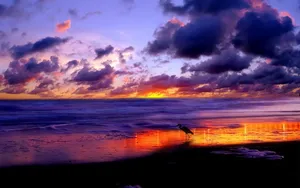 海鸟风景壁纸_16