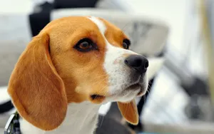 比格犬图片壁纸_2