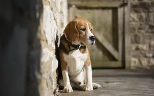 比格犬图片壁纸_3