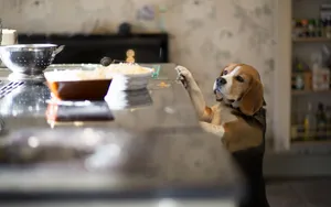比格犬图片壁纸_4
