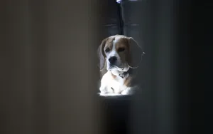 比格犬图片壁纸_5