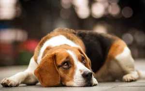 比格犬图片壁纸_6