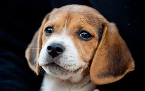 比格犬图片壁纸_8
