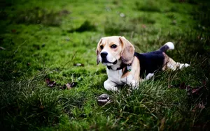 比格犬图片壁纸_9