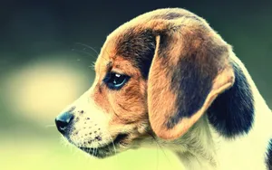 比格犬图片壁纸_10