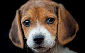 比格犬图片壁纸_11