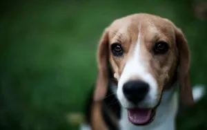比格犬图片壁纸_12