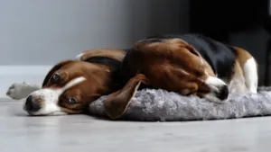 比格犬图片壁纸_13