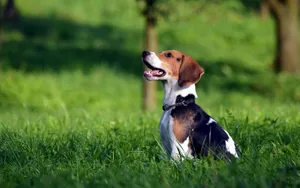 比格犬图片壁纸_14