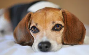 比格犬图片壁纸_15