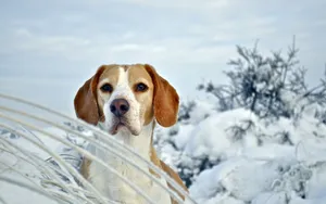 比格犬图片壁纸_16